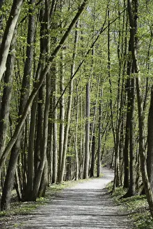 Bavaria Forest Trail Prints: Forest trail, spring, trail, forest