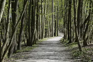 Bavaria Forest Trail Prints: Forest trail, spring, trail, forest