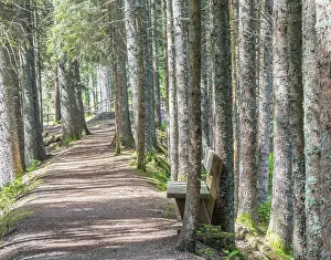 European Forest Scenery Prints: Forest trail in the Upper Black Forest