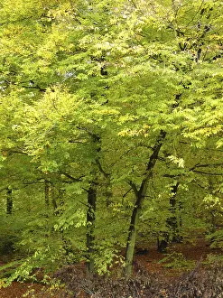 Wooded Countryside Scene Prints: Forest, tree, trees, forest, nature