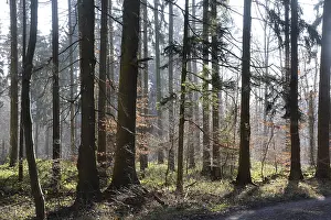 Uninhabited Deciduous Forests Prints: Forest, trees, forest, tree, winter