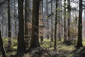 Forest In Winter Time Prints: Forest, trees, forest, tree, winter