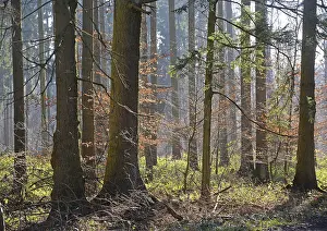 Winter Beech Forest Prints: Forest, trees, forest, tree, winter