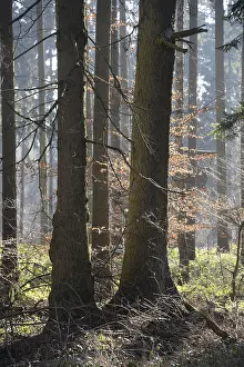 Forest In Winter Time Prints: Forest, trees, forest, tree, winter