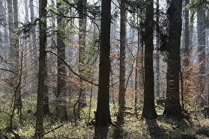 Beech Tree Forest Scenery Prints: Forest, trees, forest, tree, winter