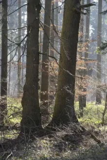 Wooded Countryside Views Prints: Forest, trees, forest, tree, winter