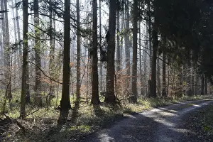Deciduous Forest Landscapes Prints: Forest, trees, forest, tree, winter