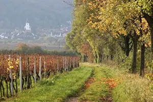Country Lane Photography Prints: Between forest and vines