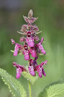 Medicinal Plant Germany Prints: Forest willow (Stachys sylvatica)