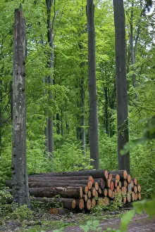 Deserted Forest Landscapes Prints: Forestry, high size, vertical format