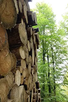 German Timber Industry Prints: Forestry, timber, Germany