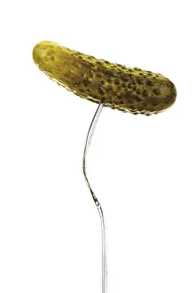 Indoor Food Photography Studio Setup Prints: Fork holding pickle