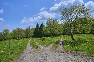 Common Dandelion Flower Prints: Fork in the road, meadow, trees