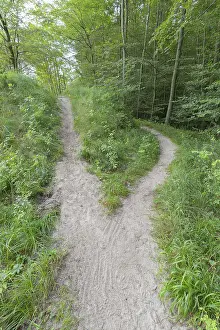 Usedom Island Beach Resort Prints: Forked forest path, Langenberg