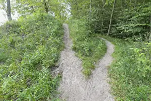 Deserted Forest Track Prints: Forked forest path, Langenberg