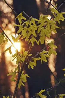 Evening Atmosphere Prints: Forsythia in evening light at setting sun