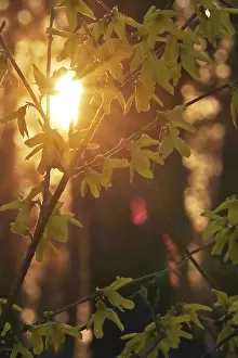 Ornamental Shrub Europe Prints: Forsythia in evening light at setting sun