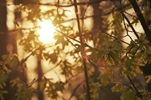Atmospheric Evening Sky Germany Prints: Forsythia in evening light at setting sun