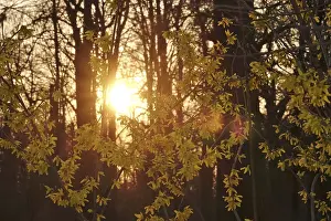 German Landscape Prints: Forsythia in evening light at setting sun
