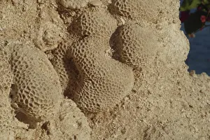 Coral Reef Landscape Photography Prints: Fossilised corals