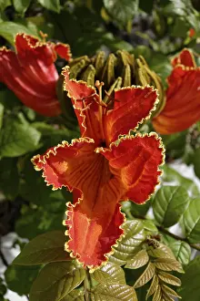Botany Flowering Plants Prints: Fountain Tree (Spathodea campanulata)