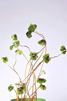 German Four Leaf Clover Prints: Four-leaf clover, Germany