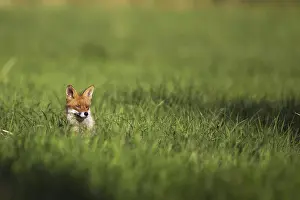 Deserted Forest Clearing Prints: Fox in a clearing in the wild