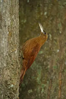 Prints of Fox red treecreeper (Xiphocolaptes major), Pantanal, Brazil, South America Treecreeper Prints: Fox Red Treecreeper Print, Pantanal, Brazil