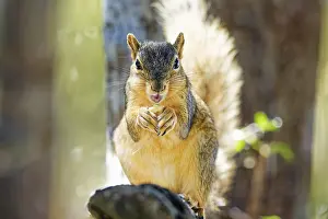 North American Wildlife Prints: The fox squirrel (Sciurus ni, r)