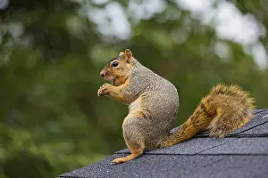 Niger Prints: The Fox Squirrel Print