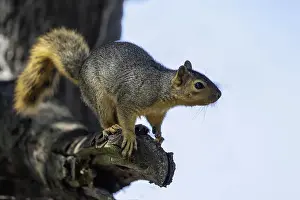 Images Dated 11th August 2024: The Fox Squirrel Print