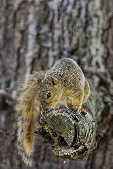 Framed Print : The Fox Squirrel Print Framed Print : The Fox Squirrel Print