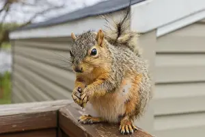 Niger Prints: The Fox Squirrel Print