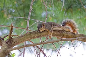 Niger Prints: Fox Squirrel Print