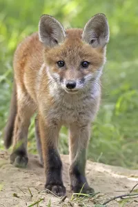 Fox In The Wild Prints: Fox in the wild in a clearing