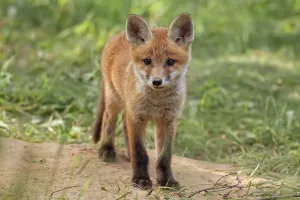 Fox In The Wild Prints: Fox in the wild, in a clearing