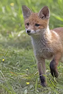 Predator Mammal Wildlife Prints: Fox in the wild, in a clearing