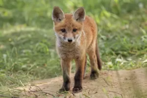 Deserted Forest Clearing Prints: Fox in the wild, in a clearing
