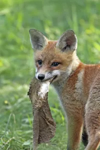 Forest Wildlife Scene Prints: Foxes in the forest in the wild