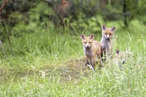 Wildlife Animals In Nature Prints: Foxes in the forest in the wild