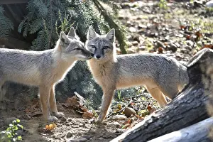 Mammal Photography Prints: Two foxes interact playfully in a forest environment