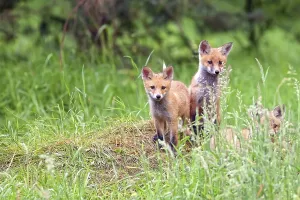 Deserted Forest Glade Prints: Foxes in the wild, in a clearing