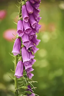 Poisonous Plant Photography Prints: Foxglove with Bumblebee