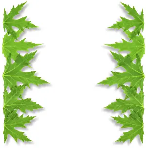 Ornate Picture Frame Prints: Frame of mapple leaf