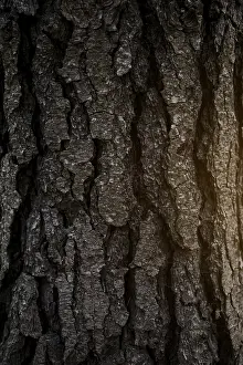 Deserted Tree Trunk Prints: Full frame shot tree bark