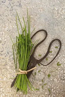 Birds Eye View Cuisine Prints: Fresh chive and scissors from above