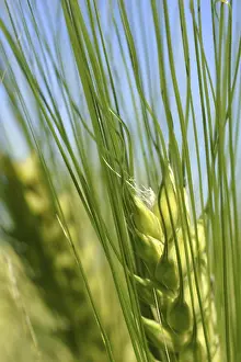 Agricultural Flowering Plants Prints: Fresh ear of grain