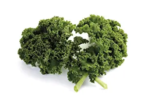 Fresh Green Cabbage Prints: Fresh green cabbage