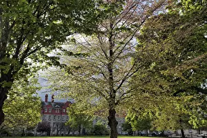 Springtime In Europe Prints: Fresh greenery, trees in May, spring