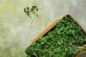 Vegan Diet Meal Prep Prints: Fresh micro-greenery, in a paper container